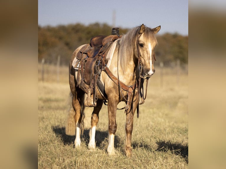 Poni cuarto de milla Caballo castrado 7 años 142 cm Palomino in Cisco, TX