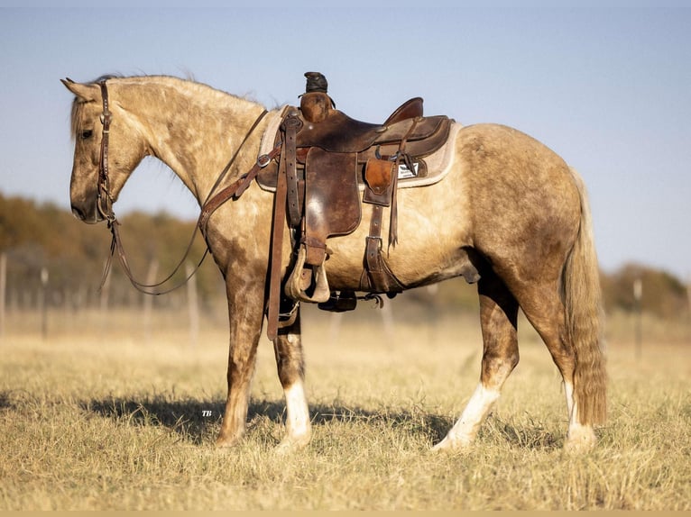 Poni cuarto de milla Caballo castrado 7 años 142 cm Palomino in Cisco, TX