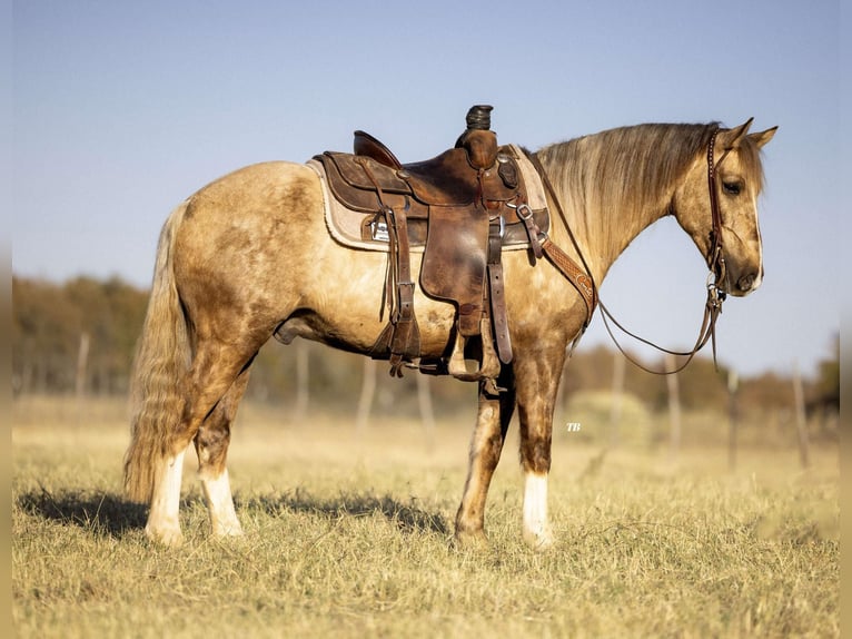 Poni cuarto de milla Caballo castrado 7 años 142 cm Palomino in Cisco, TX