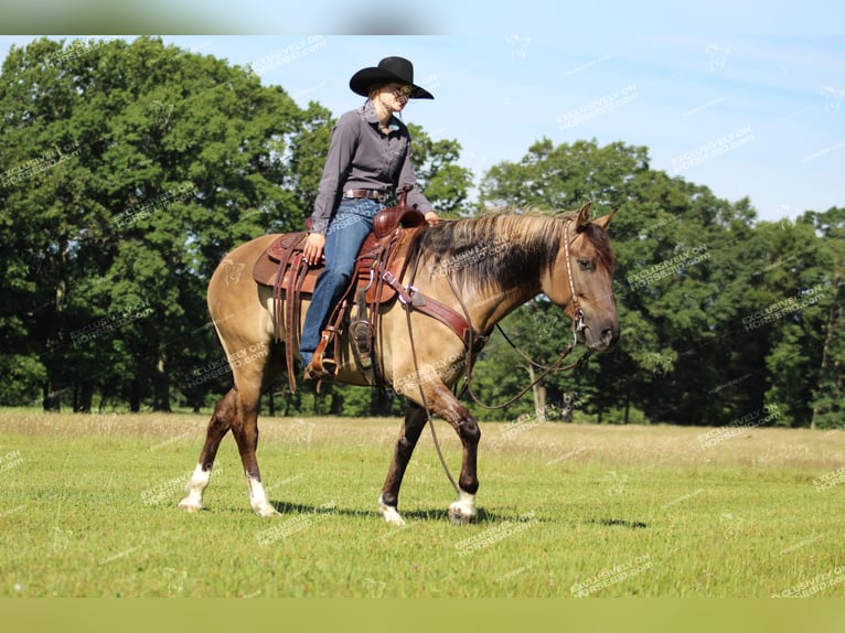 Poni cuarto de milla Caballo castrado 7 años 145 cm Grullo in Clarion, PA