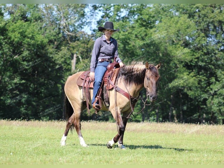 Poni cuarto de milla Caballo castrado 7 años 145 cm Grullo in Clarion, PA