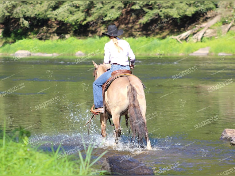 Poni cuarto de milla Caballo castrado 7 años 145 cm Grullo in Clarion, PA