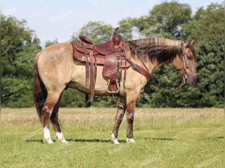 Poni cuarto de milla Caballo castrado 7 años 145 cm Grullo in Clarion, PA