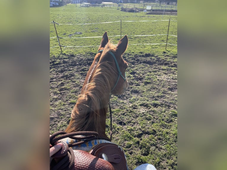 Poni cuarto de milla Caballo castrado 7 años 147 cm Alazán in Recke