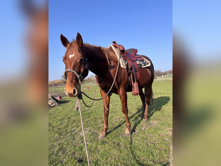 Poni cuarto de milla Caballo castrado 7 años 147 cm Alazán in Recke