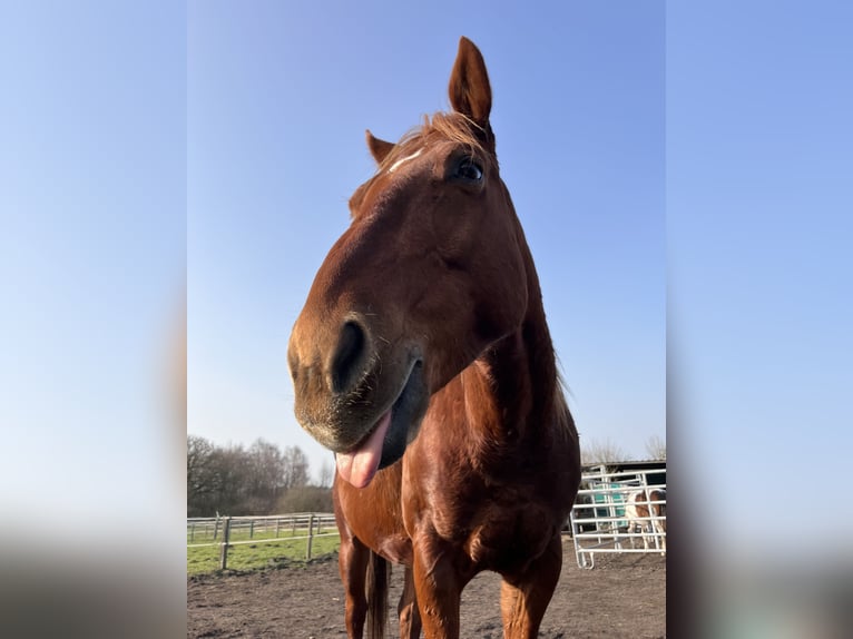 Poni cuarto de milla Caballo castrado 7 años 147 cm Alazán in Recke