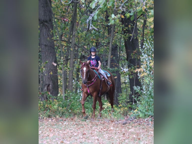 Poni cuarto de milla Caballo castrado 7 años 147 cm Alazán-tostado in Howell