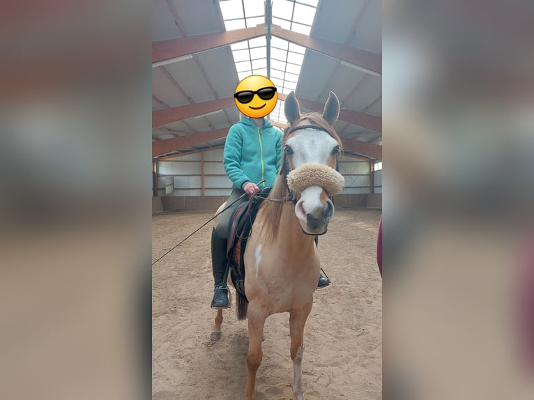 Poni cuarto de milla Mestizo Caballo castrado 7 años 148 cm Bayo in Westerstede