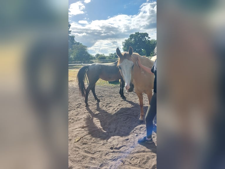 Poni cuarto de milla Mestizo Caballo castrado 7 años 148 cm Bayo in Westerstede
