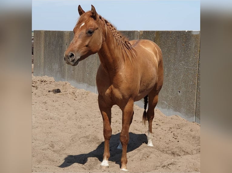 Poni cuarto de milla Caballo castrado 7 años 150 cm Red Dun/Cervuno in Aalsmeer