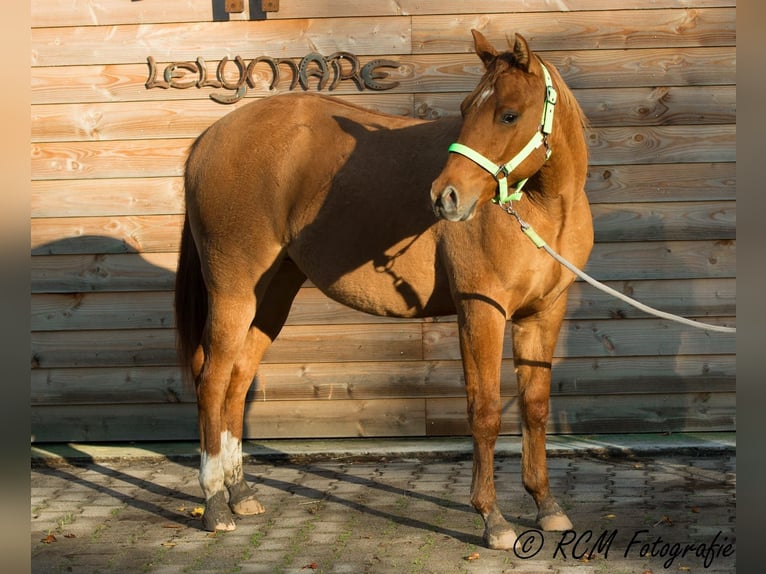 Poni cuarto de milla Caballo castrado 7 años 150 cm Red Dun/Cervuno in Aalsmeer