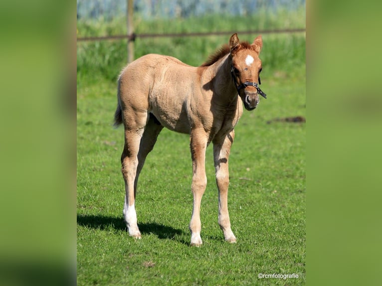 Poni cuarto de milla Caballo castrado 7 años 150 cm Red Dun/Cervuno in Aalsmeer