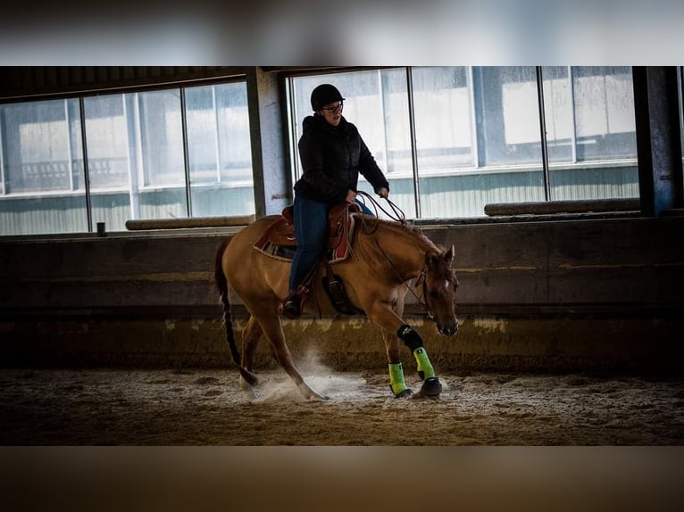 Poni cuarto de milla Caballo castrado 7 años 150 cm Red Dun/Cervuno in Aalsmeer