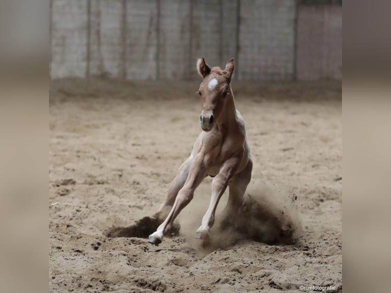 Poni cuarto de milla Caballo castrado 7 años 150 cm Red Dun/Cervuno in Aalsmeer