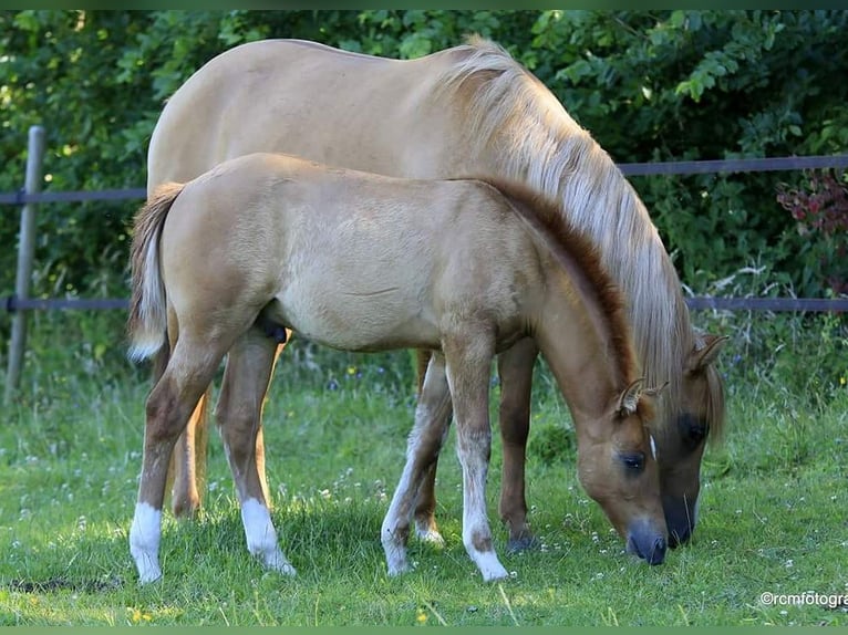 Poni cuarto de milla Caballo castrado 7 años 150 cm Red Dun/Cervuno in Aalsmeer