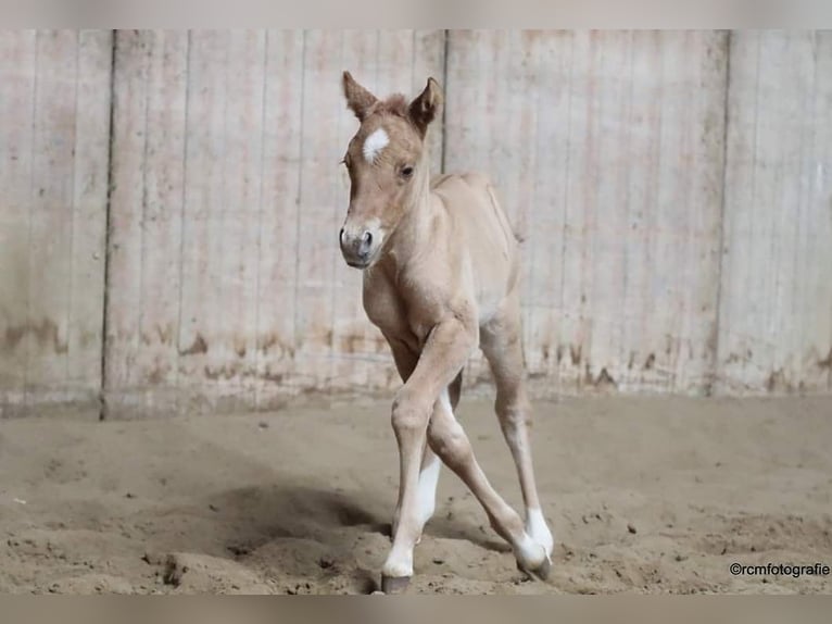 Poni cuarto de milla Caballo castrado 7 años 150 cm Red Dun/Cervuno in Aalsmeer