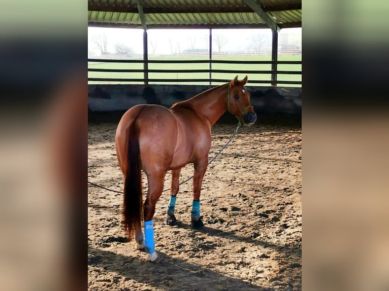 Poni cuarto de milla Caballo castrado 7 años 150 cm Red Dun/Cervuno in Aalsmeer