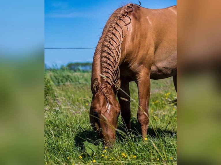 Poni cuarto de milla Caballo castrado 7 años 150 cm Red Dun/Cervuno in Aalsmeer