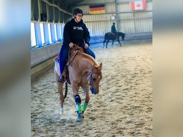 Poni cuarto de milla Caballo castrado 7 años 150 cm Red Dun/Cervuno in Aalsmeer