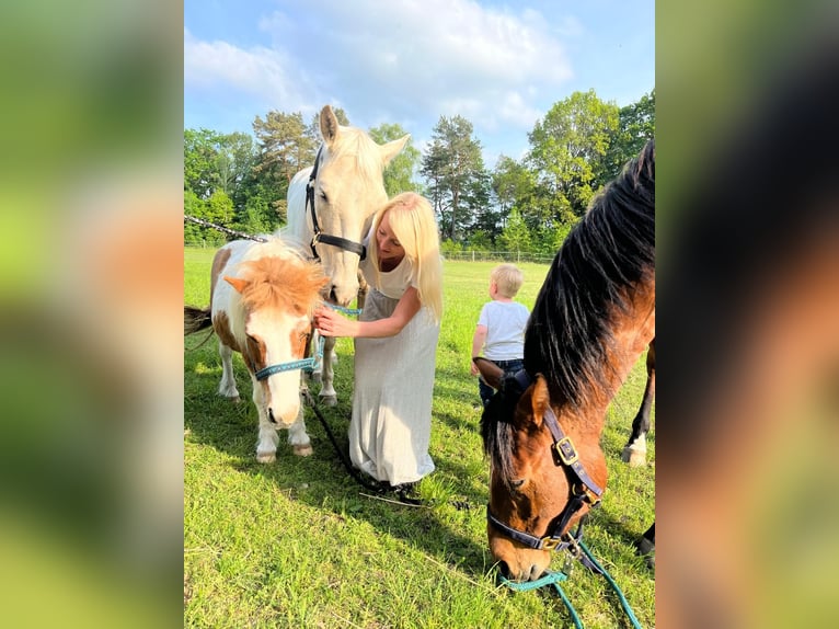 Poni cuarto de milla Caballo castrado 7 años 154 cm Palomino in Groß Templin