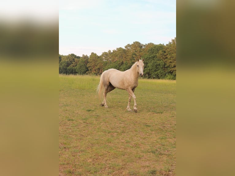 Poni cuarto de milla Caballo castrado 7 años 154 cm Palomino in Groß Templin