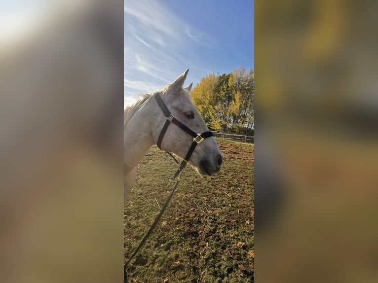 Poni cuarto de milla Caballo castrado 7 años 154 cm Palomino in Groß Templin