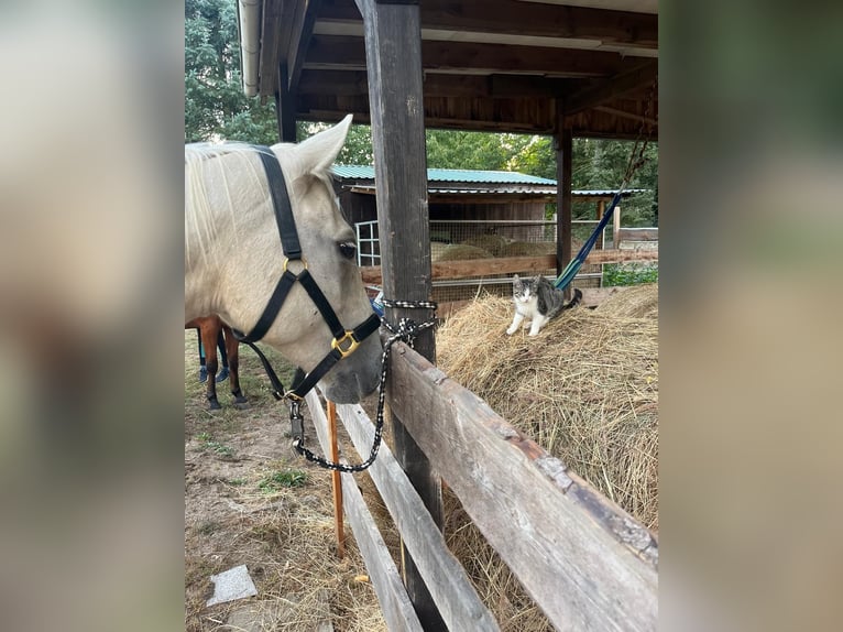 Poni cuarto de milla Caballo castrado 7 años 154 cm Palomino in Groß Templin