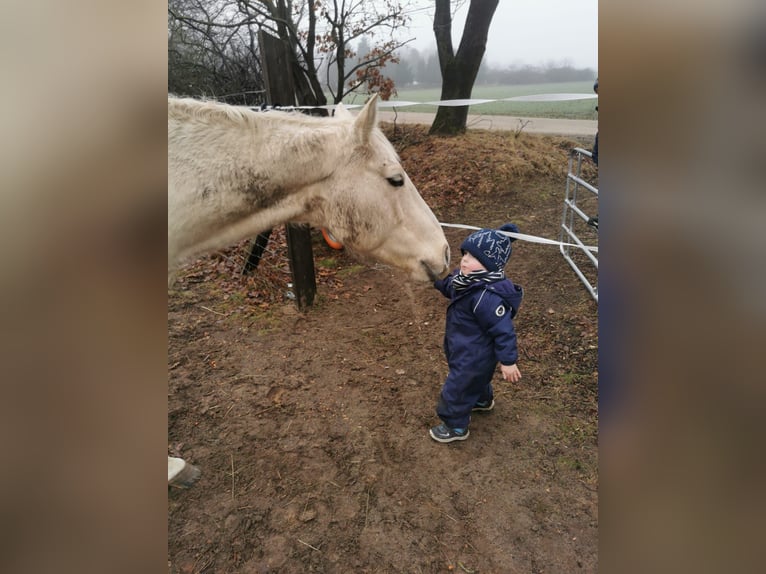 Poni cuarto de milla Caballo castrado 7 años 154 cm Palomino in Groß Templin