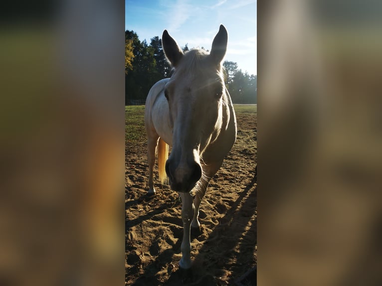 Poni cuarto de milla Caballo castrado 7 años 154 cm Palomino in Groß Templin