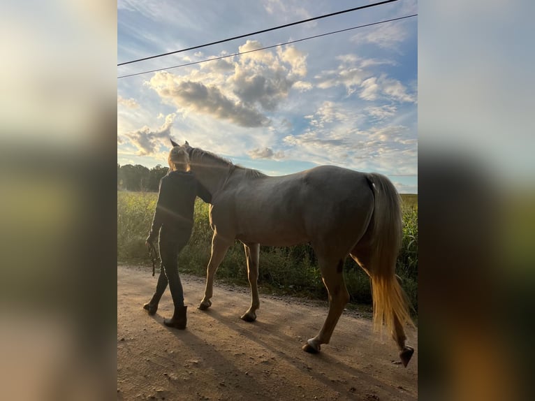 Poni cuarto de milla Caballo castrado 7 años 154 cm Palomino in Groß Templin