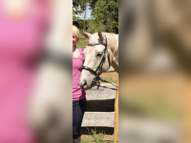 Poni cuarto de milla Caballo castrado 7 años 154 cm Palomino in Groß Templin