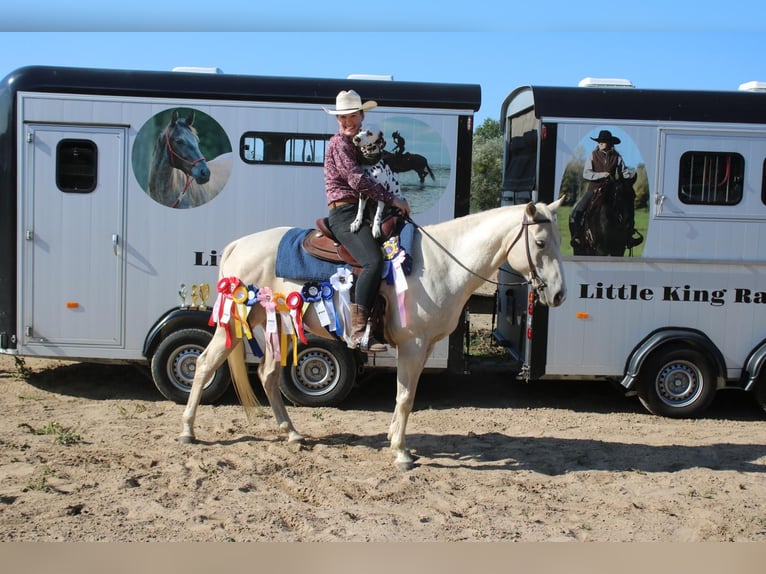 Poni cuarto de milla Caballo castrado 7 años 154 cm Palomino in Groß Templin