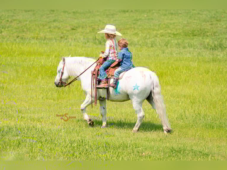 Poni cuarto de milla Mestizo Caballo castrado 8 años 119 cm Tordo in Bogard