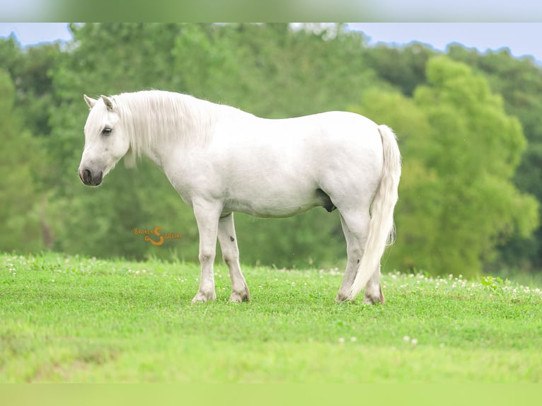 Poni cuarto de milla Mestizo Caballo castrado 8 años 119 cm Tordo in Bogard