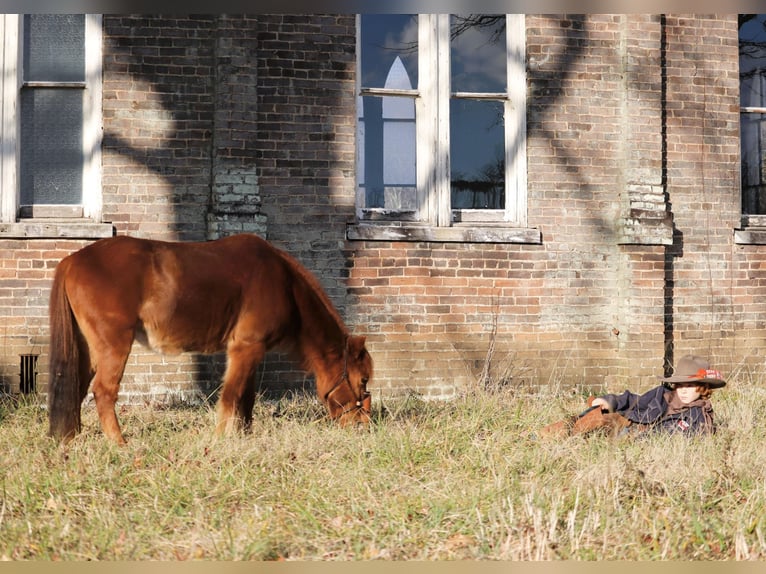 Poni cuarto de milla Caballo castrado 8 años 122 cm Alazán rojizo in Culleoka