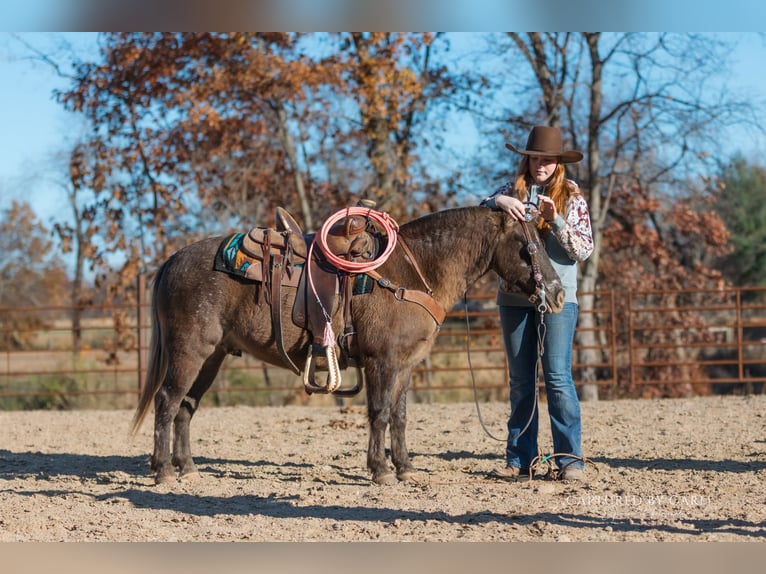 Poni cuarto de milla Caballo castrado 8 años 122 cm in Lewistown