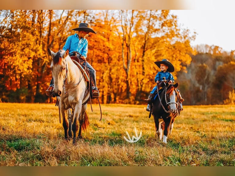 Poni cuarto de milla Caballo castrado 8 años 132 cm Buckskin/Bayo in Lyles
