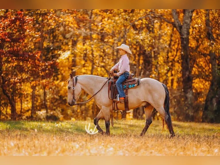 Poni cuarto de milla Caballo castrado 8 años 132 cm Buckskin/Bayo in Lyles