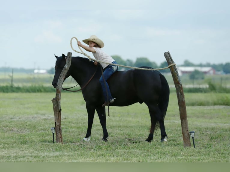 Poni cuarto de milla Caballo castrado 8 años 132 cm Negro in Mount Vernon