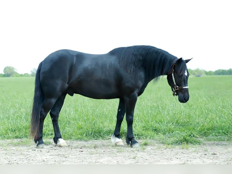 Poni cuarto de milla Caballo castrado 8 años 132 cm Negro in Mount Vernon