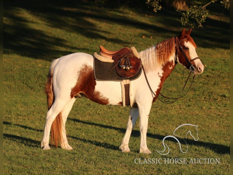 Poni cuarto de milla Caballo castrado 8 años 132 cm Tobiano-todas las-capas in Stephenville, TX