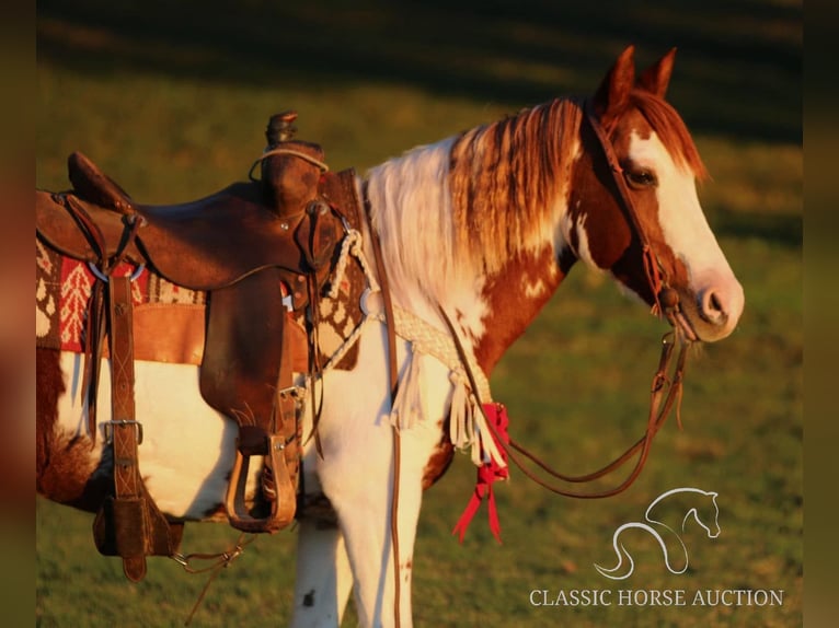 Poni cuarto de milla Caballo castrado 8 años 132 cm Tobiano-todas las-capas in Stephenville, TX