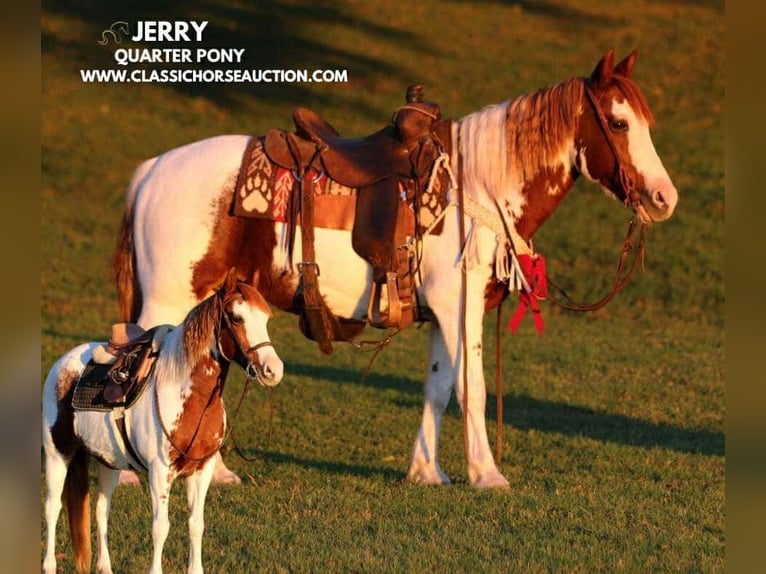 Poni cuarto de milla Caballo castrado 8 años 132 cm Tobiano-todas las-capas in Stephenville, TX