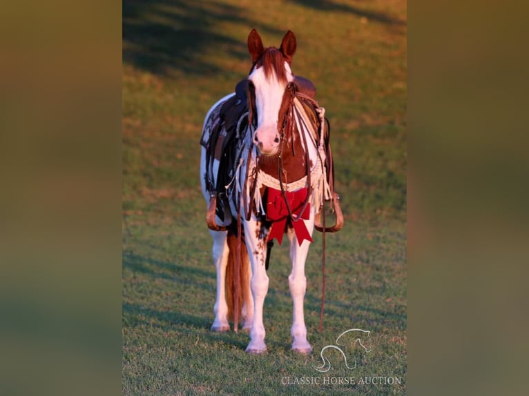 Poni cuarto de milla Caballo castrado 8 años 132 cm Tobiano-todas las-capas in Stephenville, TX