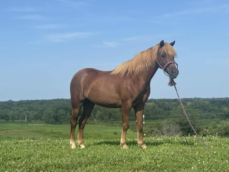 Poni cuarto de milla Caballo castrado 8 años 135 cm Alazán rojizo in Princeton, MO