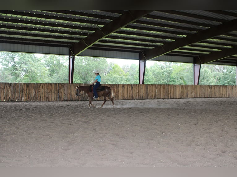 Poni cuarto de milla Caballo castrado 8 años 135 cm Alazán rojizo in Princeton, MO
