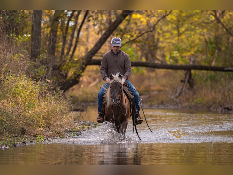 Poni cuarto de milla Caballo castrado 8 años 137 cm Palomino in Bogard