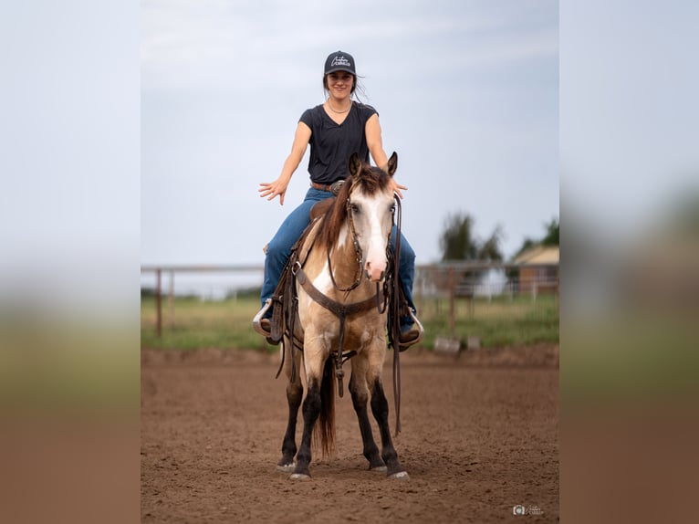 Poni cuarto de milla Caballo castrado 8 años 140 cm Buckskin/Bayo in Addison, TX