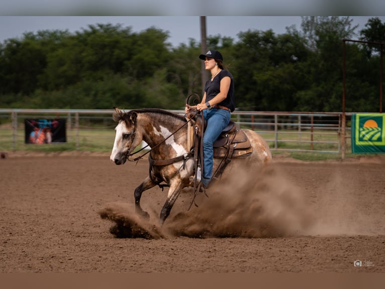 Poni cuarto de milla Caballo castrado 8 años 140 cm Buckskin/Bayo in Addison, TX