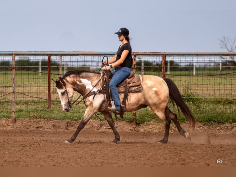 Poni cuarto de milla Caballo castrado 8 años 140 cm Buckskin/Bayo in Addison, TX